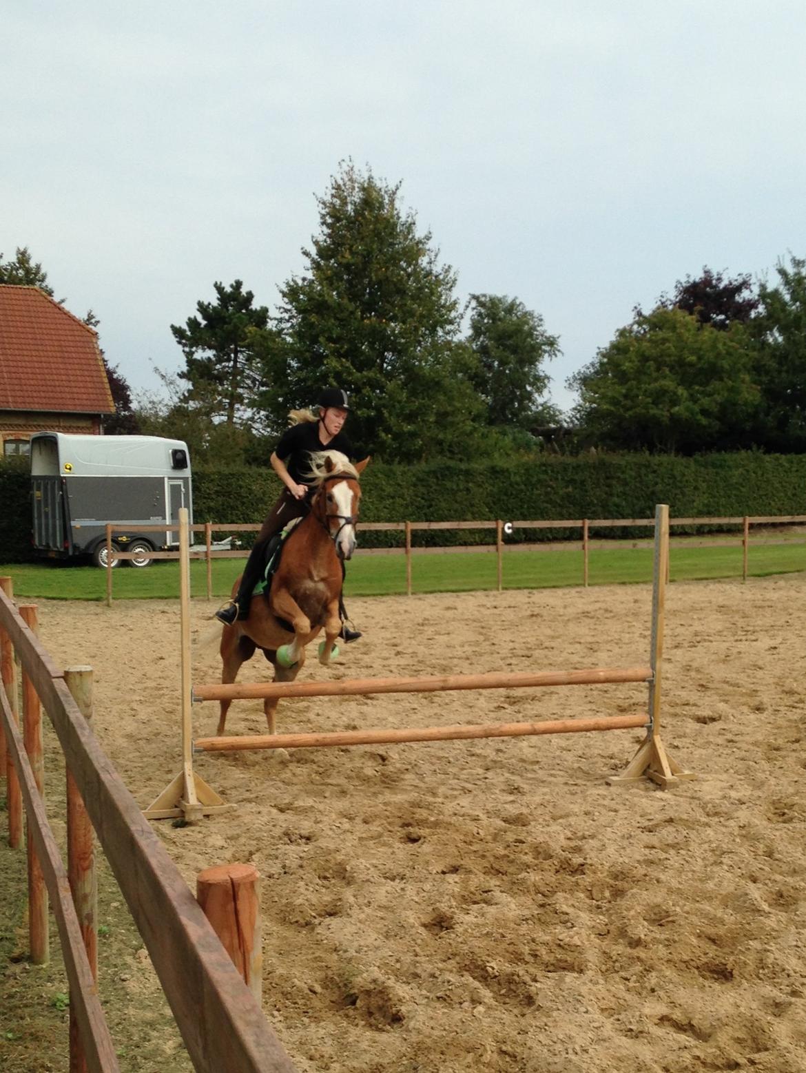 Anden særlig race Whiskey billede 6