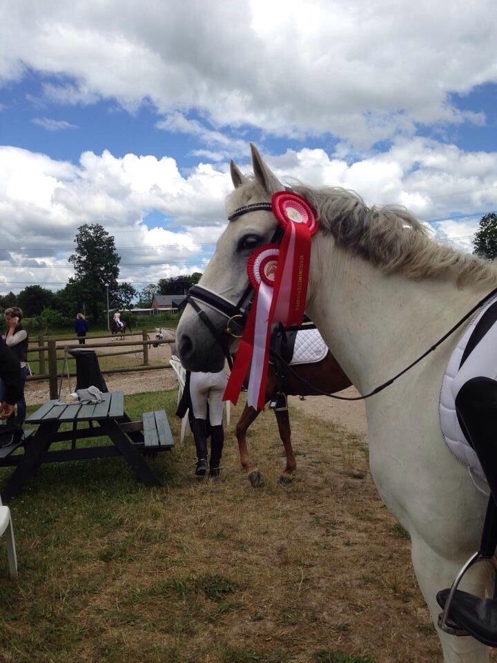 Anden særlig race Magic Latoya - Vestegnsmester dressur pony 2014 billede 13