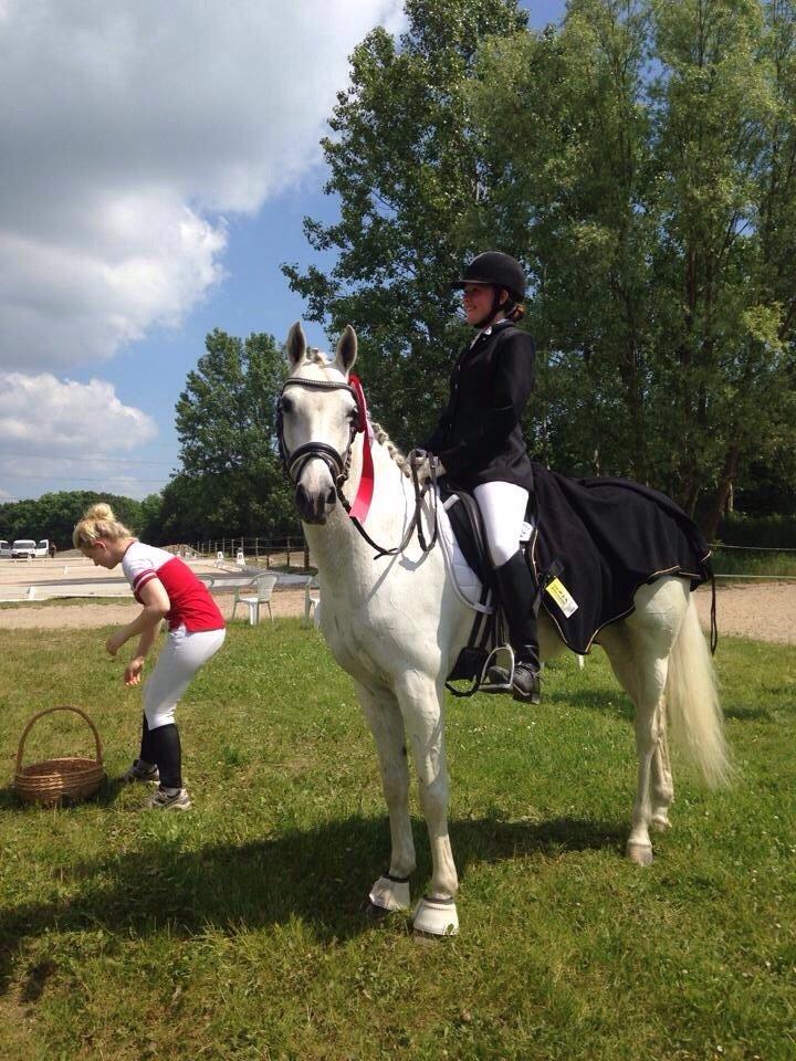 Anden særlig race Magic Latoya - klubmester VER dressur pony 2014 billede 14