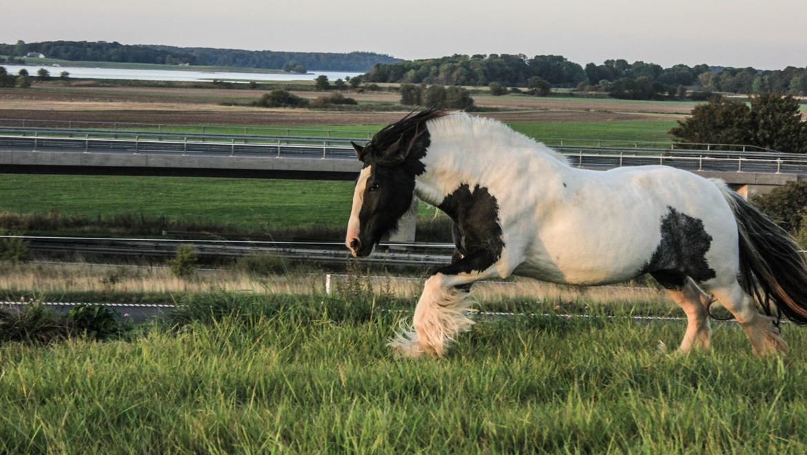 Tinker Lady Harmonie - Rock´n Roll !! Sep 14 billede 14