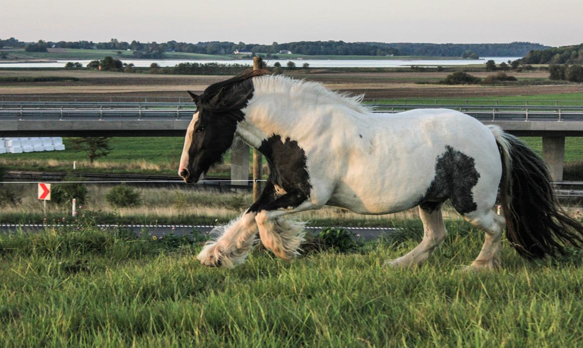 Tinker Lady Harmonie - Så er der fest på græsfolden :) Sep 14 billede 1