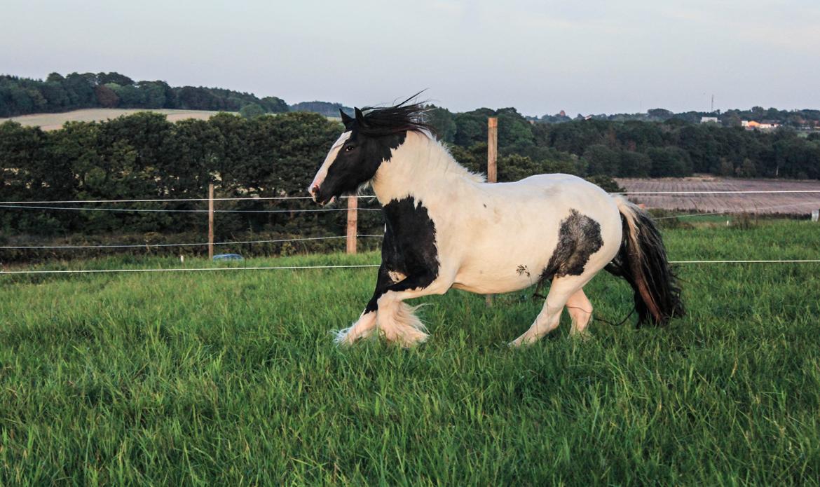 Tinker Lady Harmonie - Sep 14 billede 6