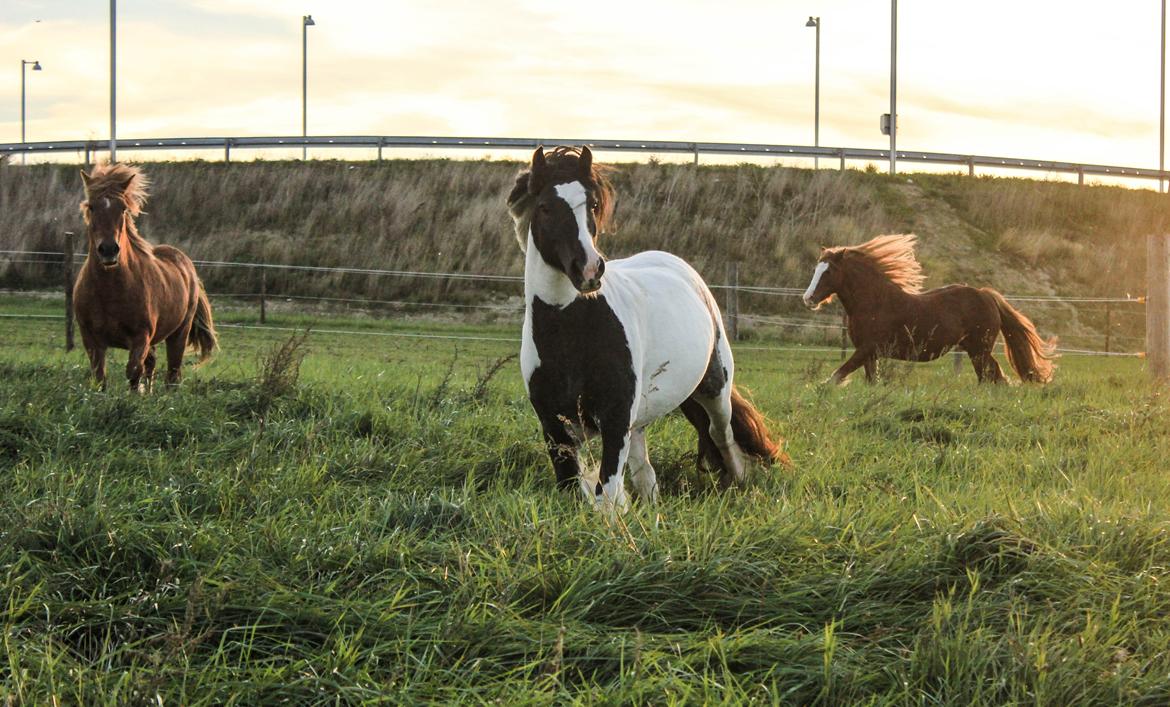 Tinker Lady Harmonie - Harmoine Aicha og Vinur fjoller på folden :) Sep 14 billede 10