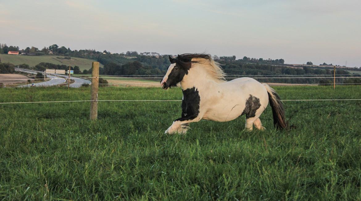 Tinker Lady Harmonie - Sep 14 billede 17