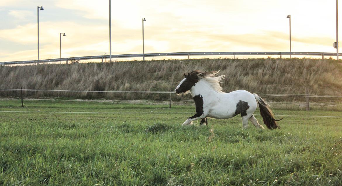 Tinker Lady Harmonie - Da da da daaaaa! Sep 14 billede 20