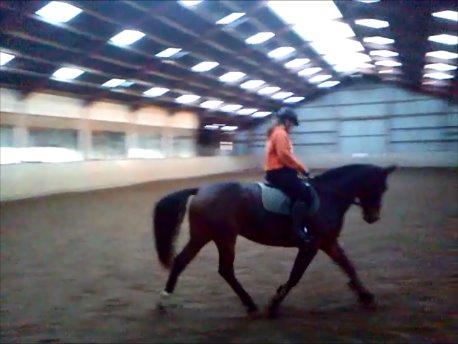 Dansk Varmblod Bakkegaarden's jasmin billede 10