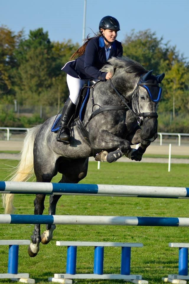 Dansk Varmblod LE-QUI'TO - LA billede 3