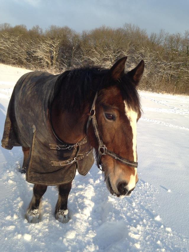 Anden særlig race Monty(Hannibal) billede 4