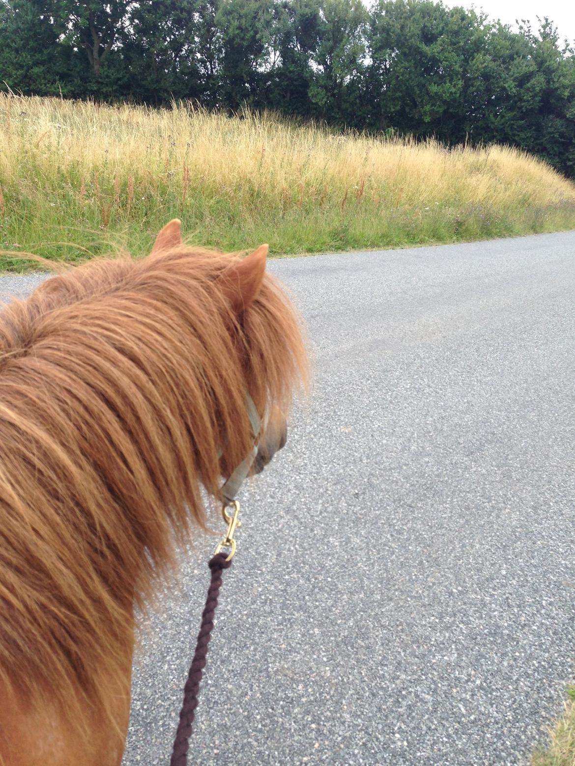 Shetlænder Dalviggårds Sheriff billede 7