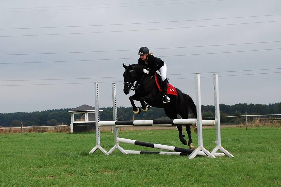 Welsh Partbred (Sec F) Laibek's Olympic - Championat- Stjernepony billede 2
