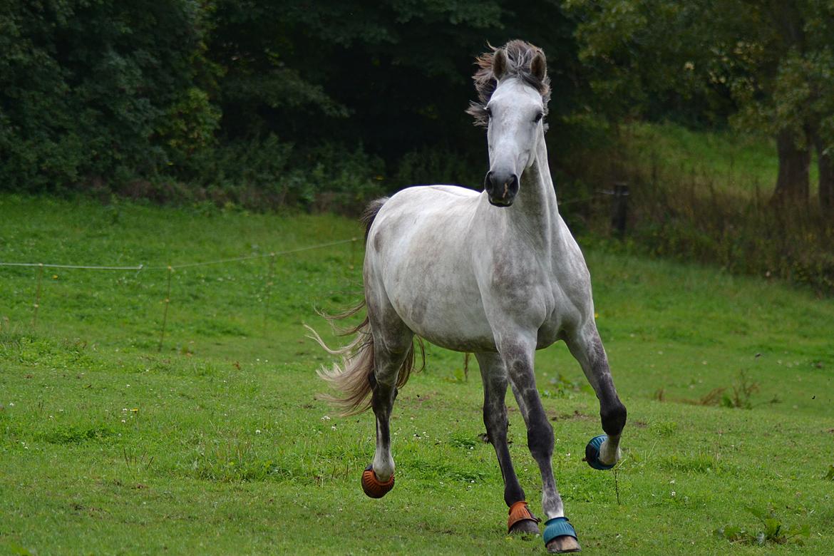 Dansk Varmblod Schubang Agerled - Schubs på fold sommer 2014 :D - For flere sjove billeder kik albummet :D  billede 4