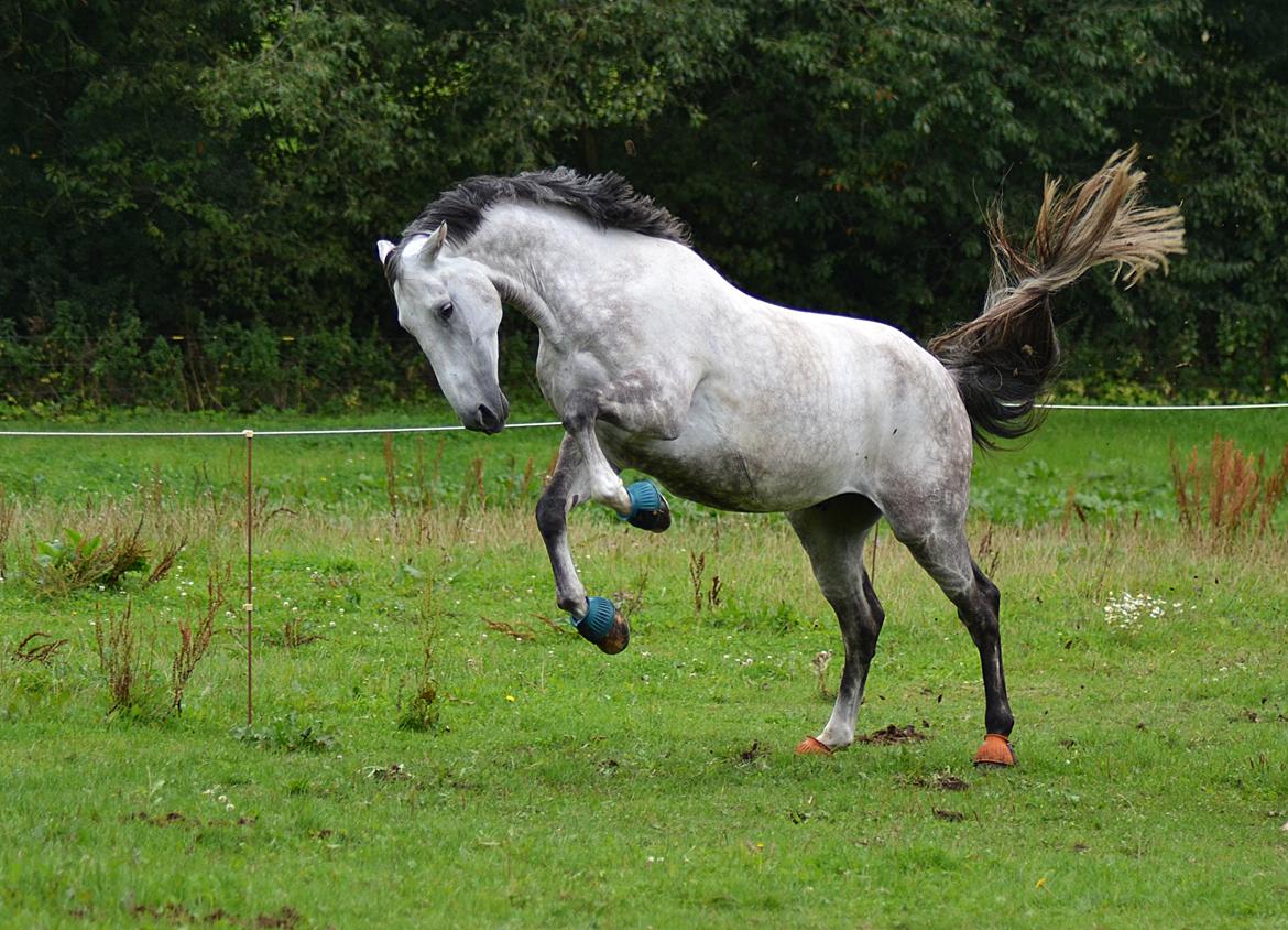 Dansk Varmblod Schubang Agerled - Vilde Schub 2014 :D - For flere skøre og skønne billeder kik albummet! :D billede 17