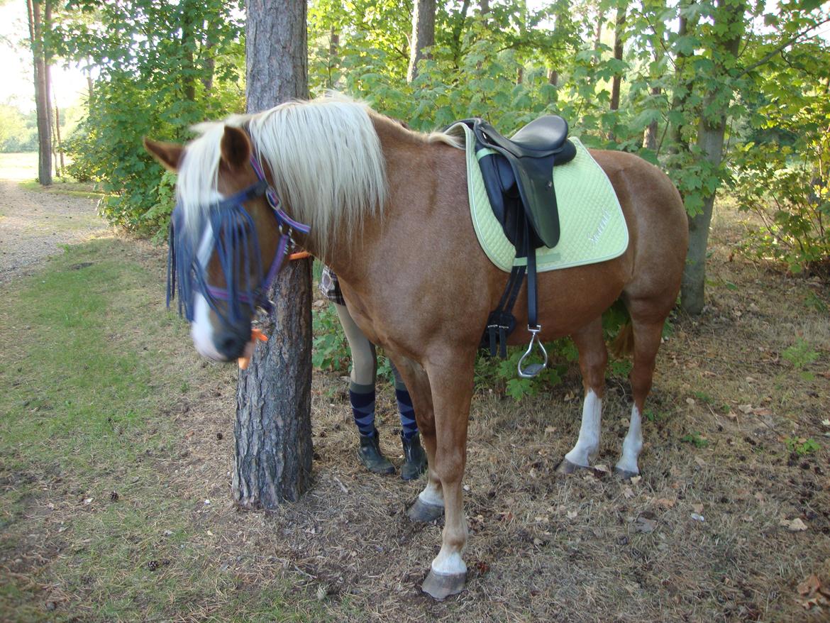 Palomino Savannah billede 6