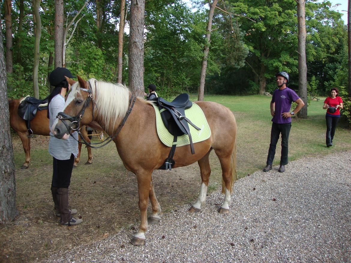 Palomino Savannah billede 8