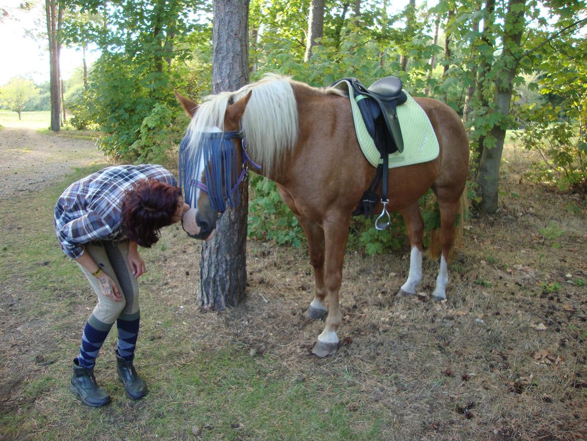 Palomino Savannah billede 9