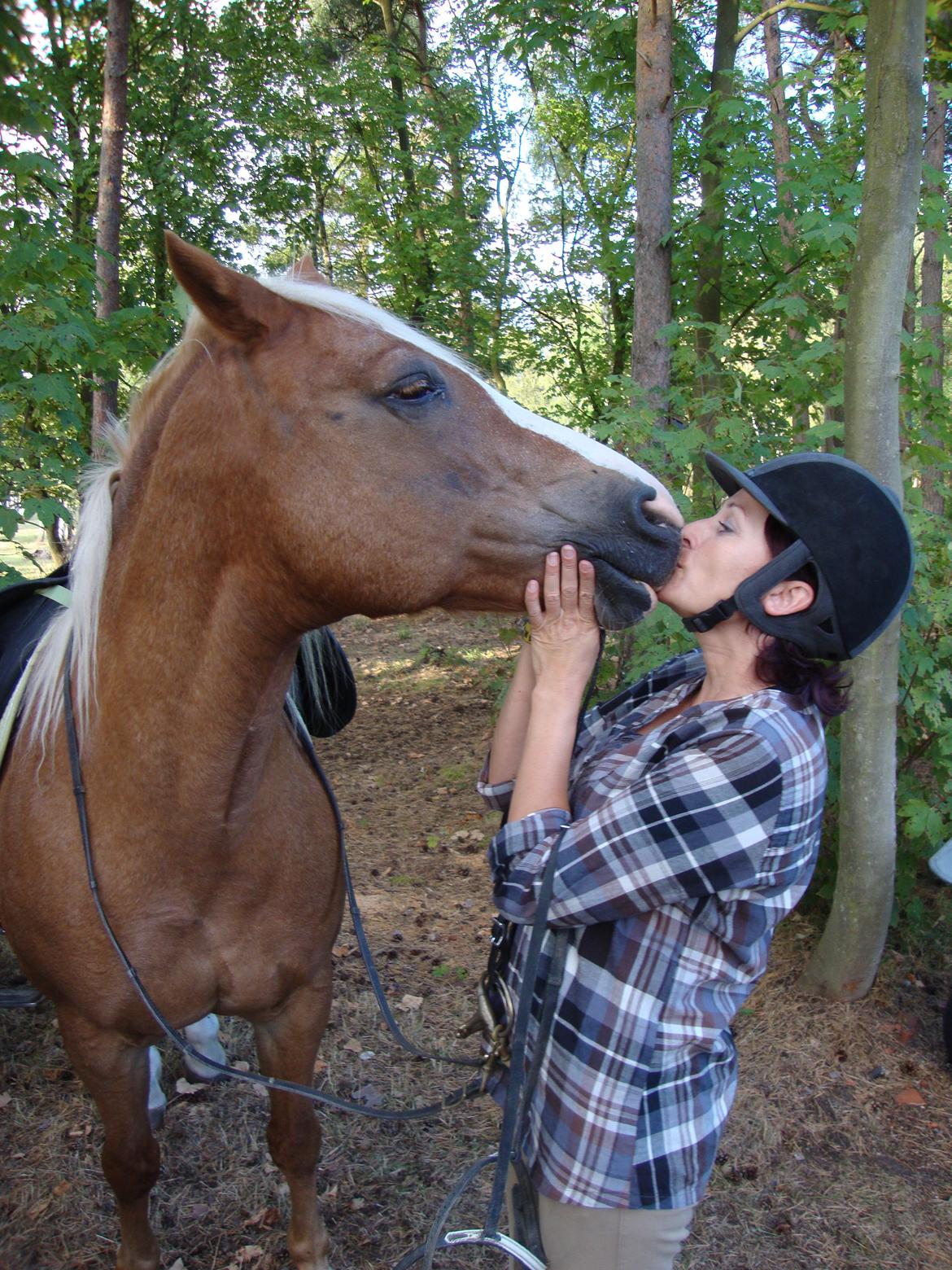 Palomino Savannah billede 10