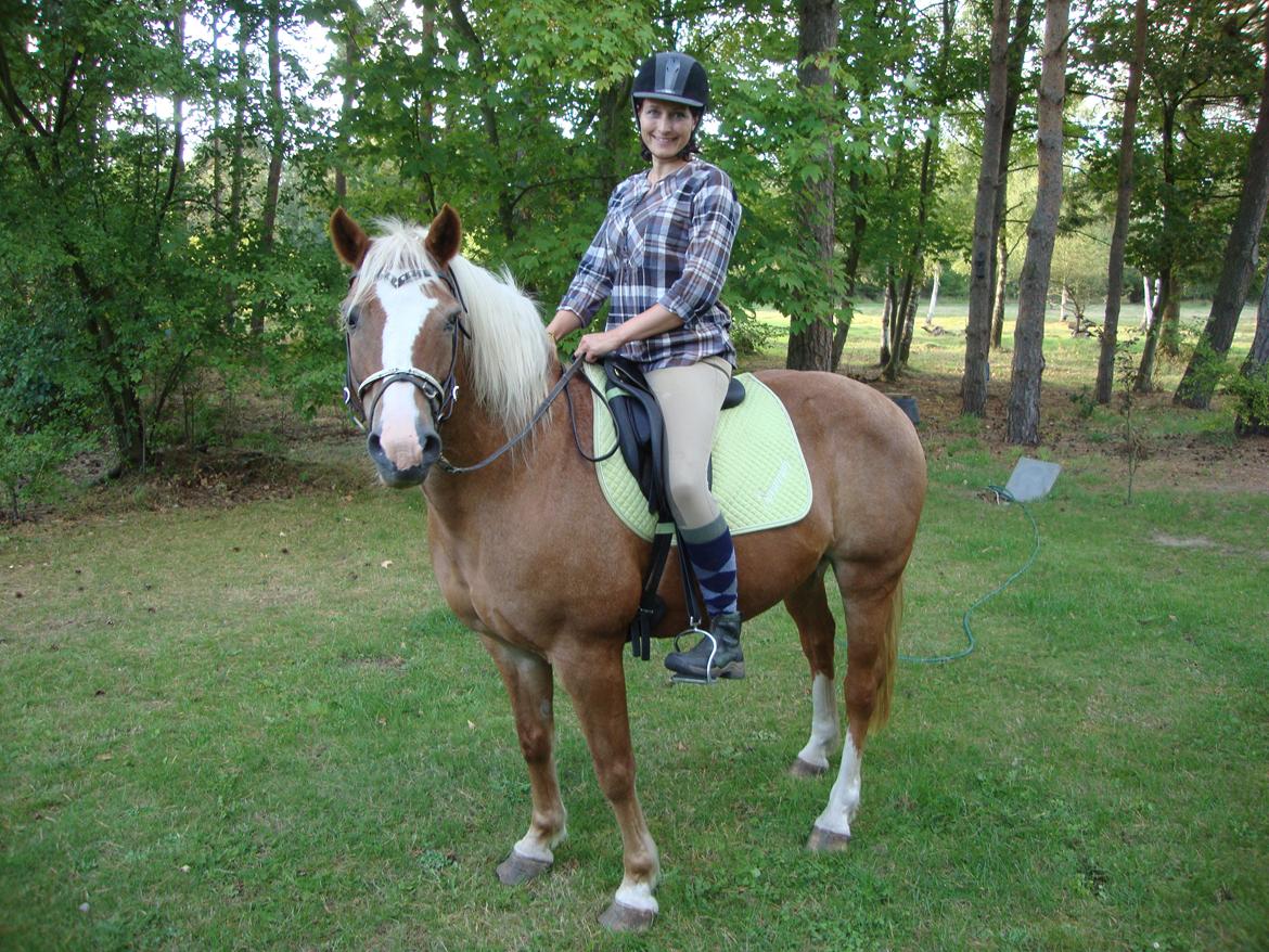 Palomino Savannah billede 4