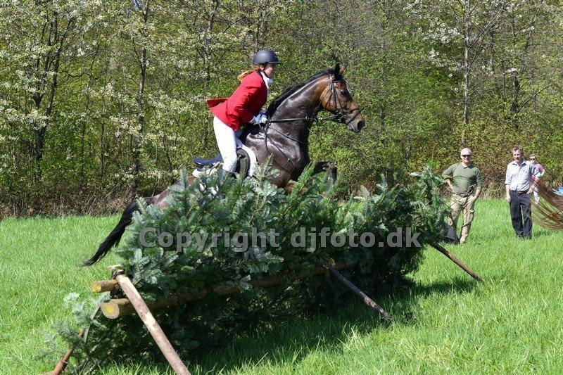 Fuldblod (XX) Pistoleiro billede 5