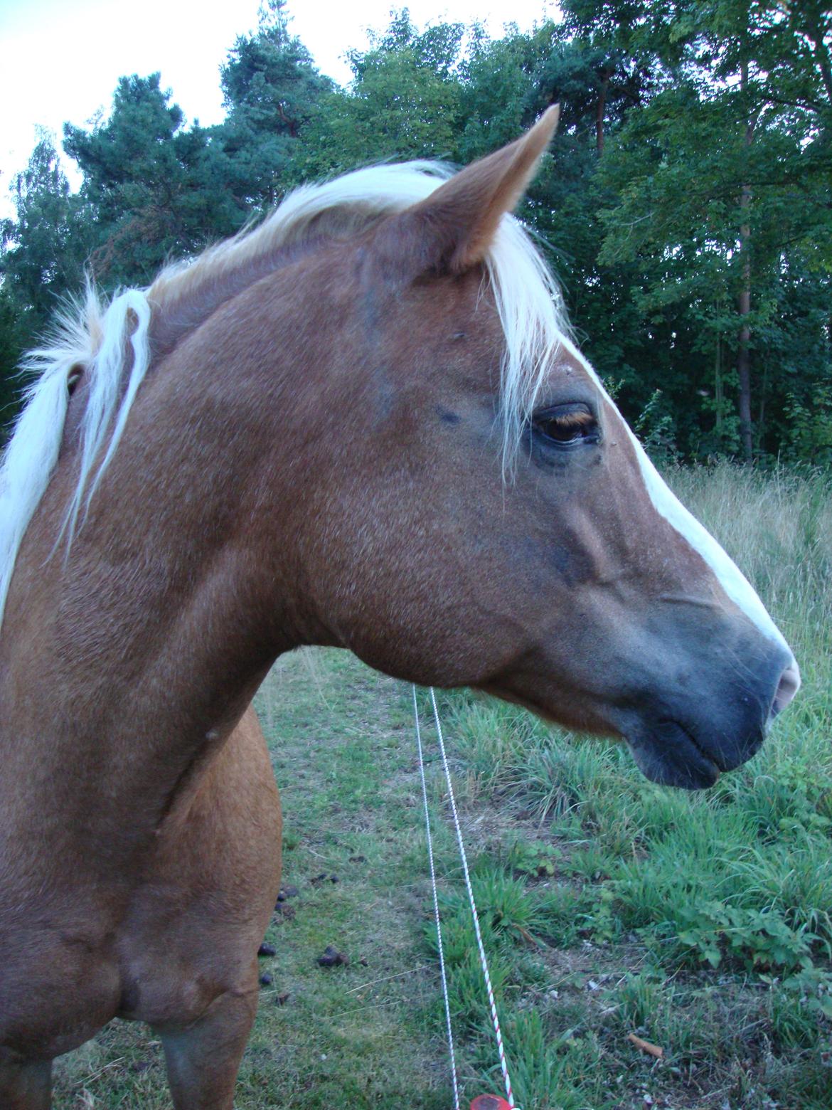 Palomino Savannah billede 1