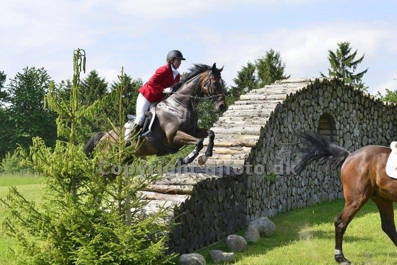 Fuldblod (XX) Pistoleiro billede 4