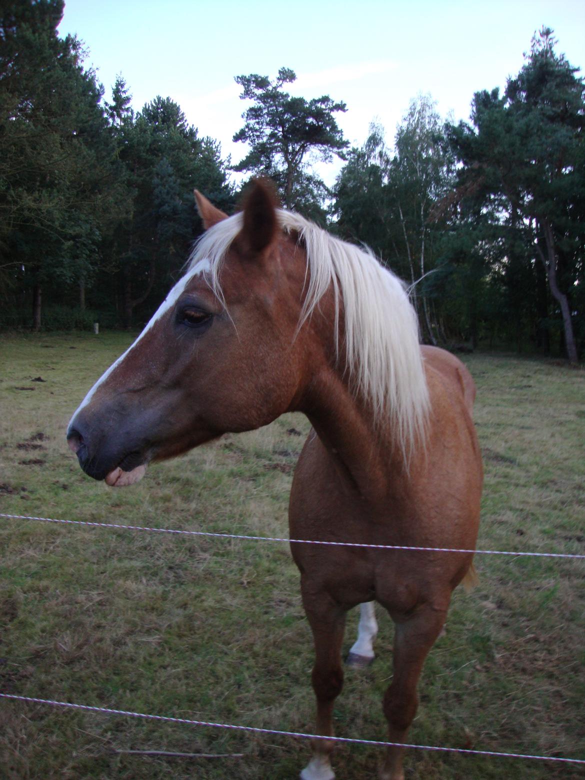 Palomino Savannah billede 11