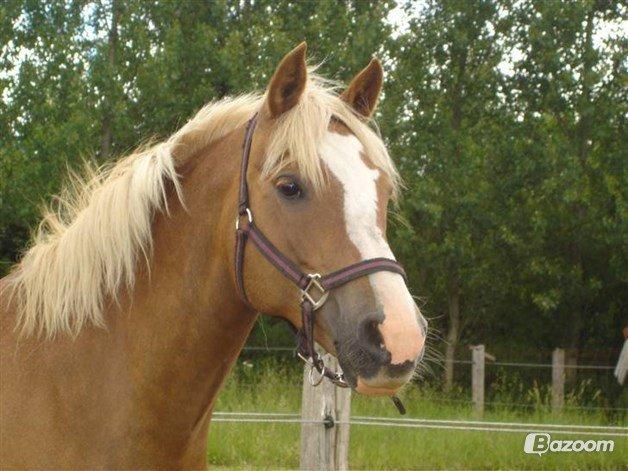 Palomino Savannah - Lånt fra tidligere ejer Simones profil billede 3