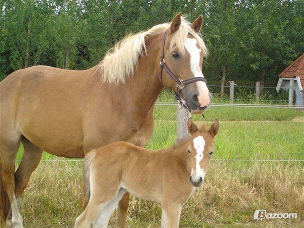 Palomino Savannah - Billede lånt fra tidligere ejers profil billede 7