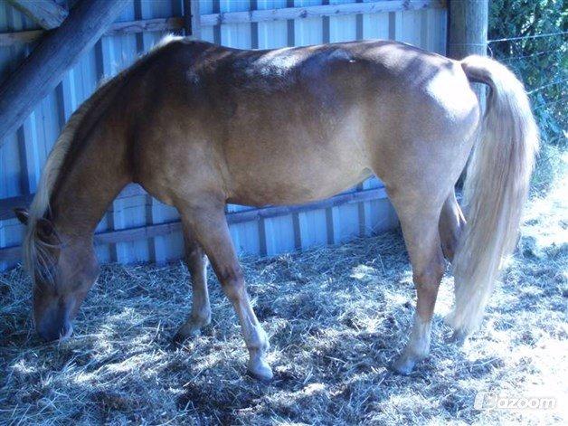 Palomino Savannah - Billede lånt fra tidligere ejers profil billede 12