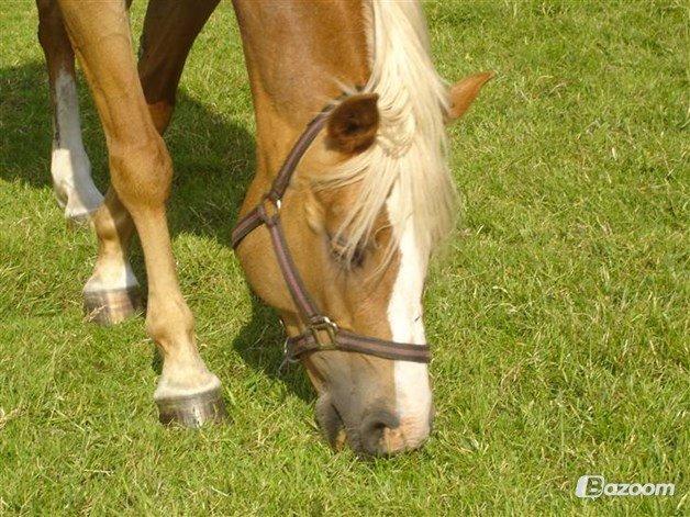 Palomino Savannah - Billede lånt fra tidligere ejers profil billede 2