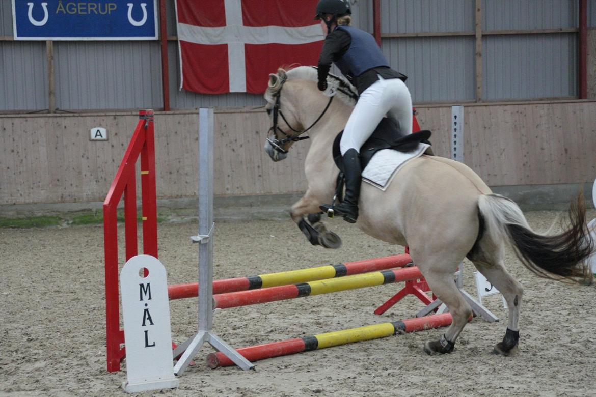 Fjordhest Franka Vårby billede 12