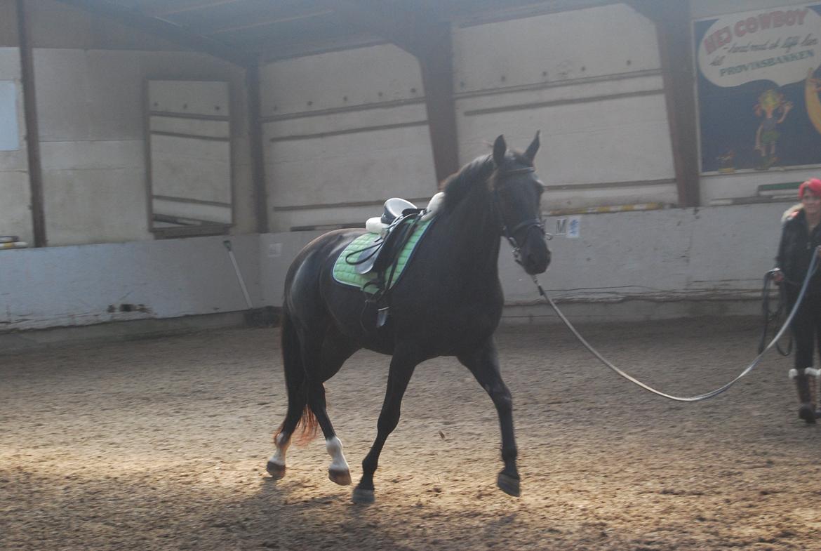 Anden særlig race Magic billede 1