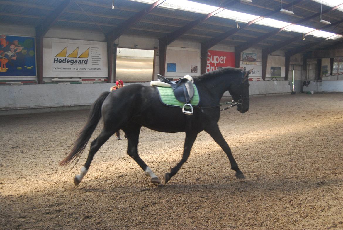 Anden særlig race Magic billede 3