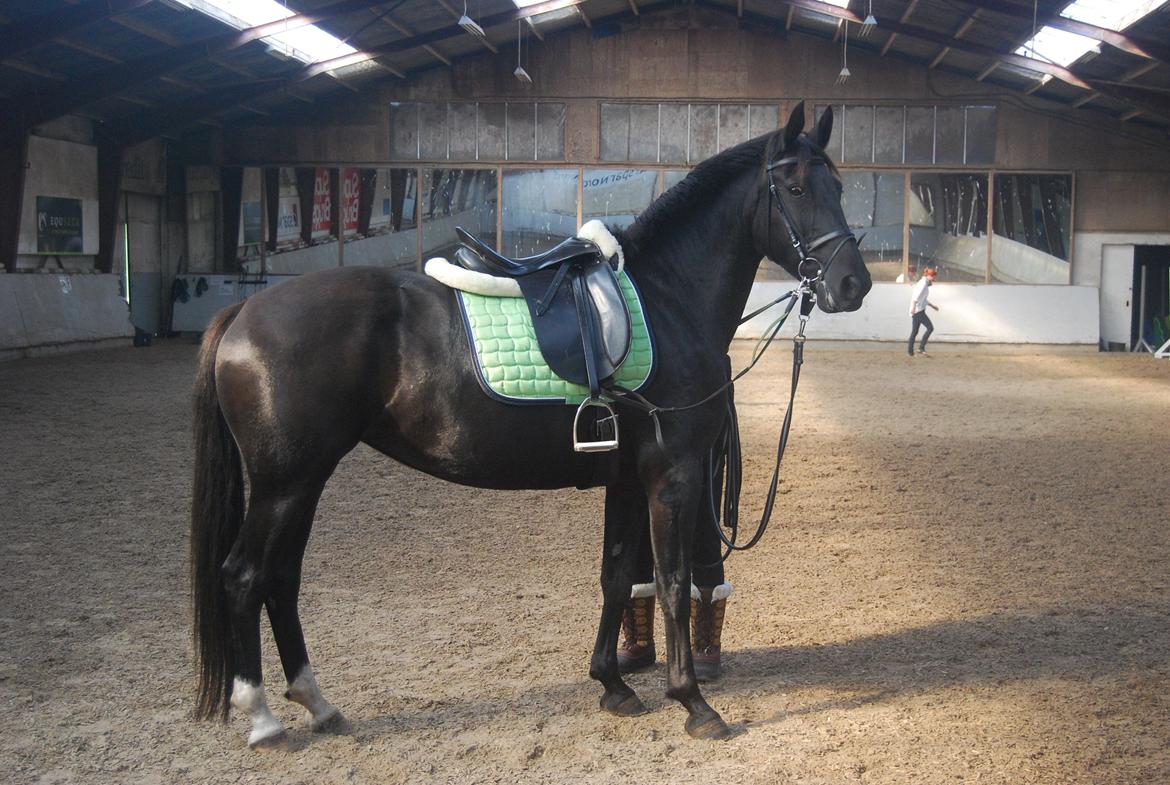 Anden særlig race Magic billede 5