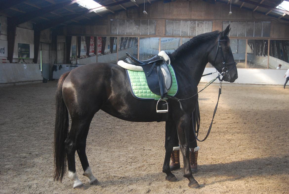 Anden særlig race Magic billede 6