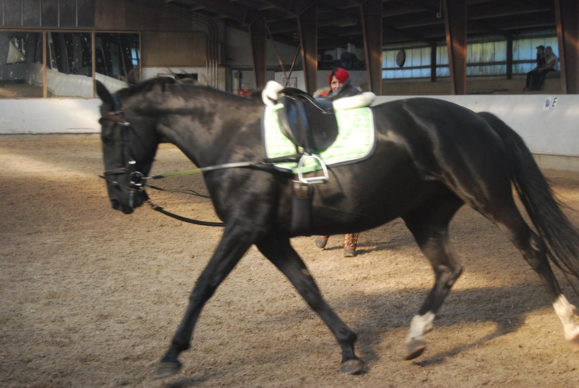 Anden særlig race Magic billede 8