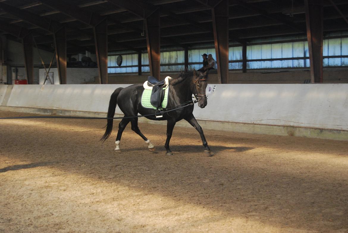 Anden særlig race Magic billede 10