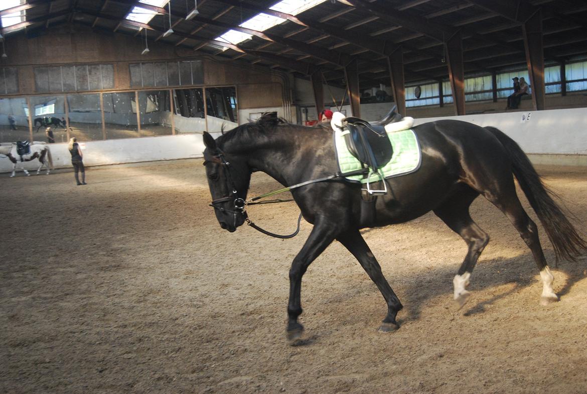 Anden særlig race Magic billede 11