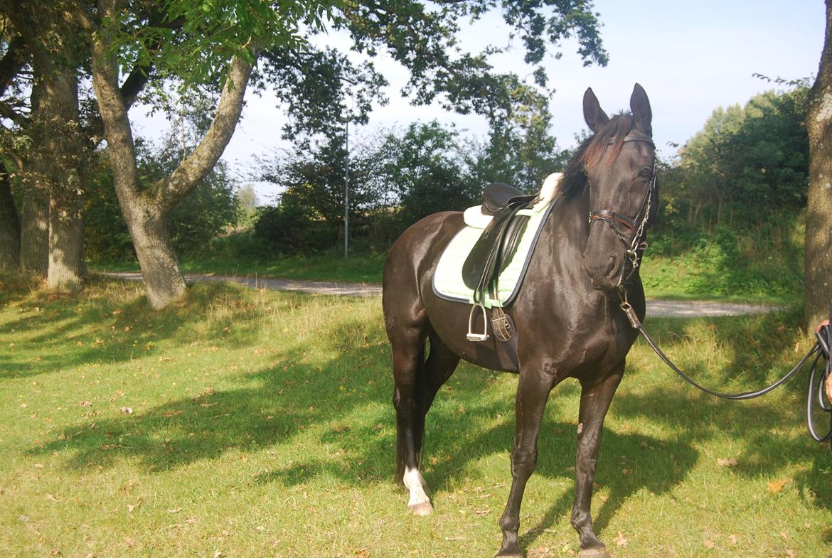 Anden særlig race Magic billede 14