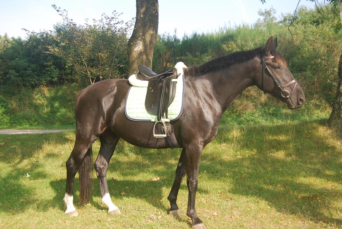 Anden særlig race Magic billede 17