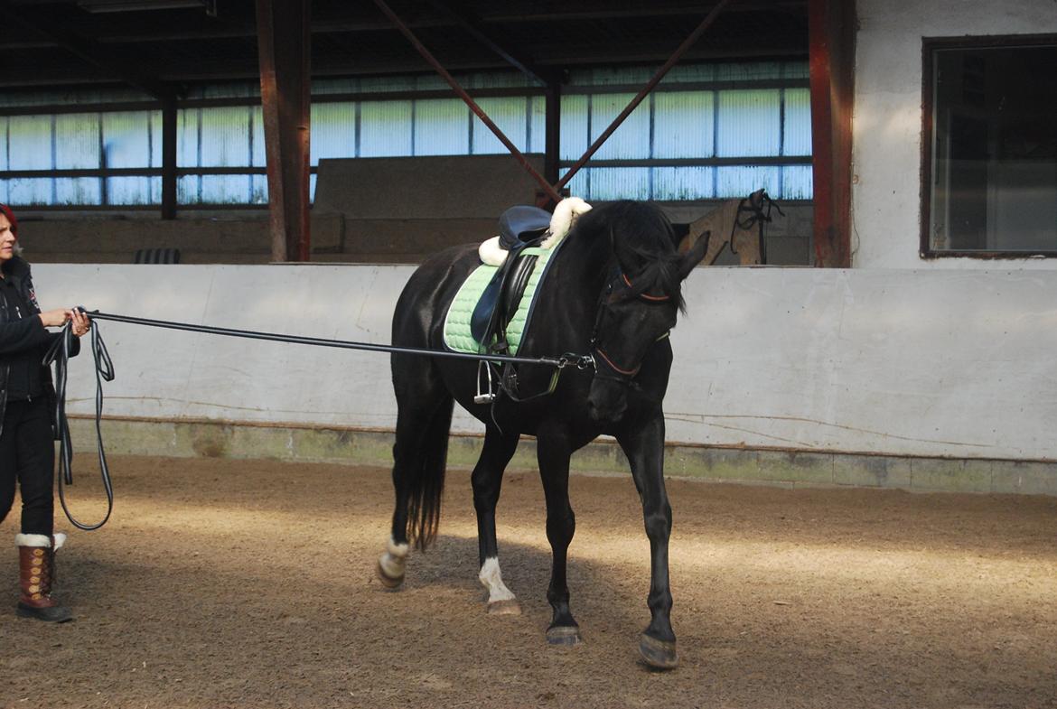 Anden særlig race Magic billede 4