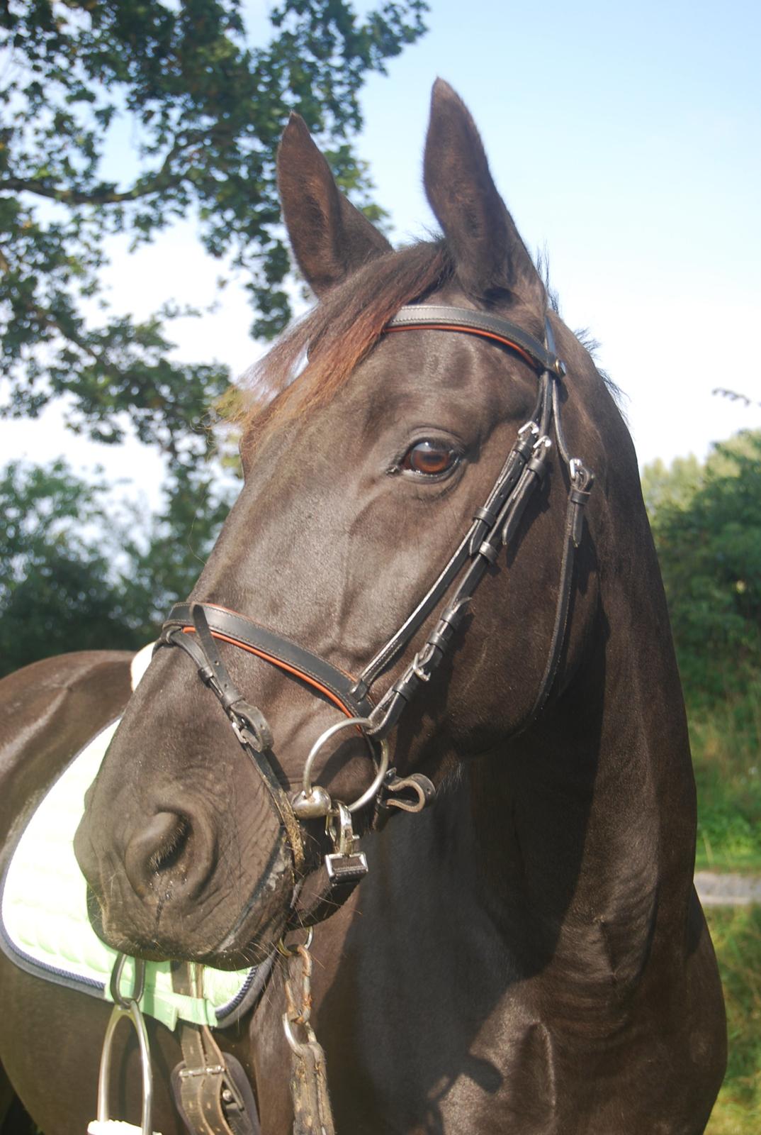 Anden særlig race Magic billede 18