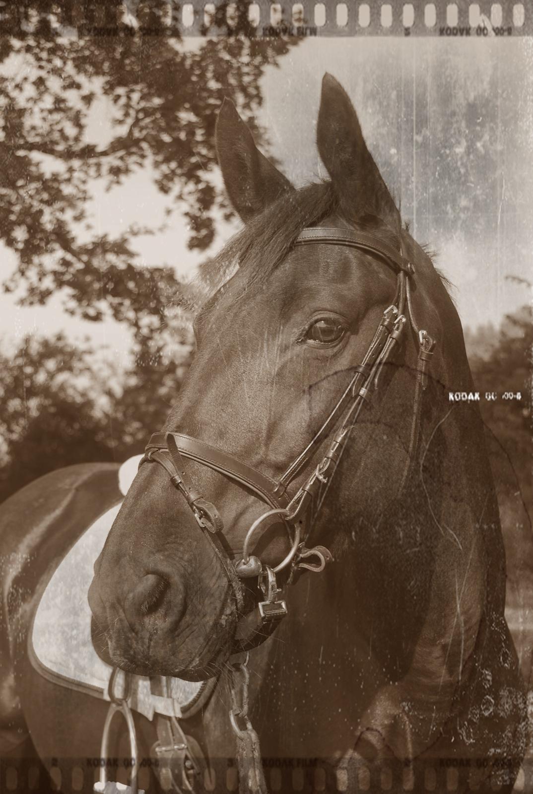 Anden særlig race Magic billede 19