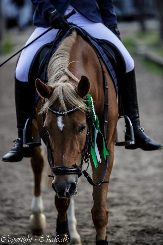 New Forest Kantje´s Isabella AKA Pony billede 1