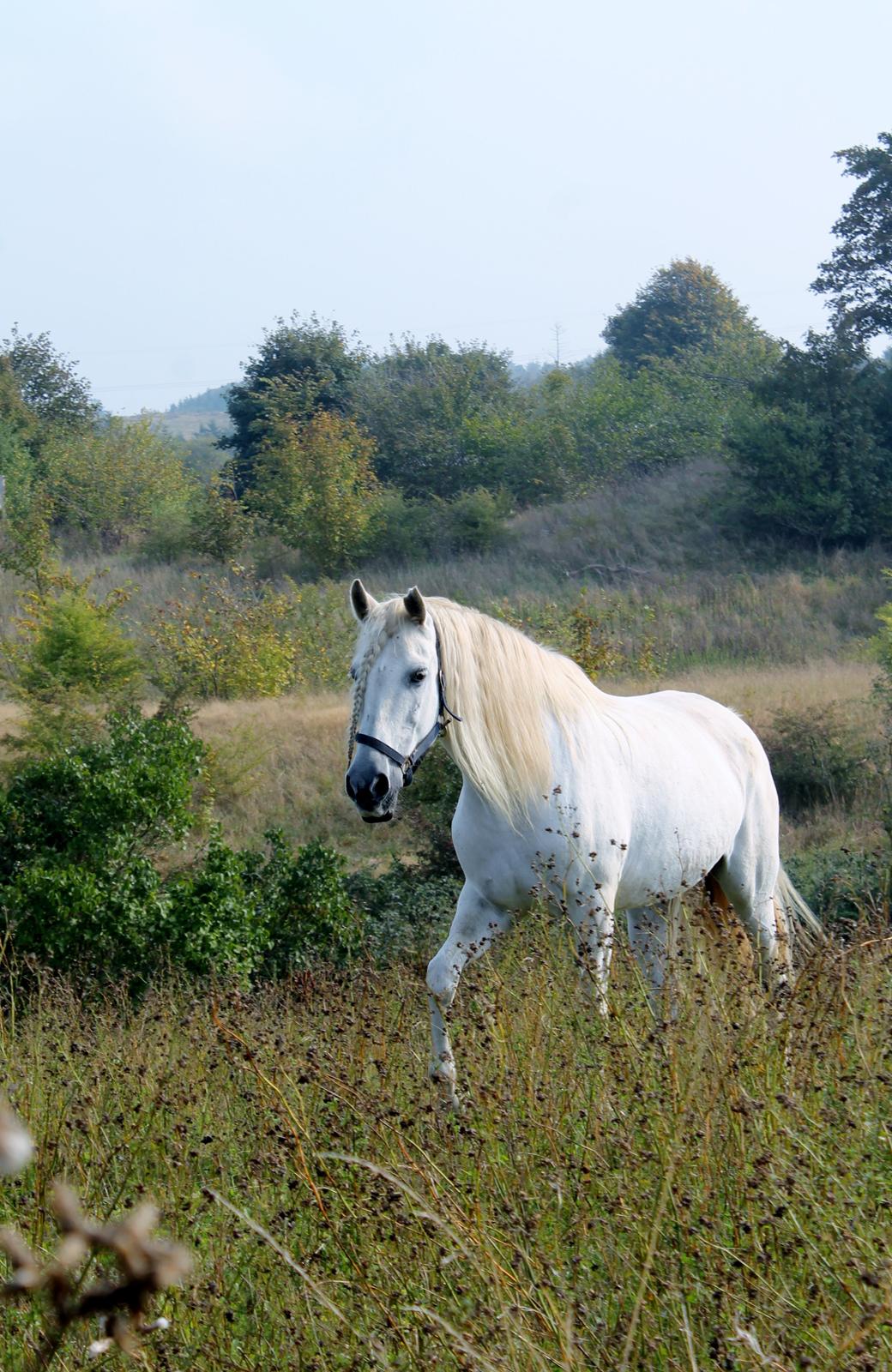 Pura Raza Española pregonera XIV billede 1