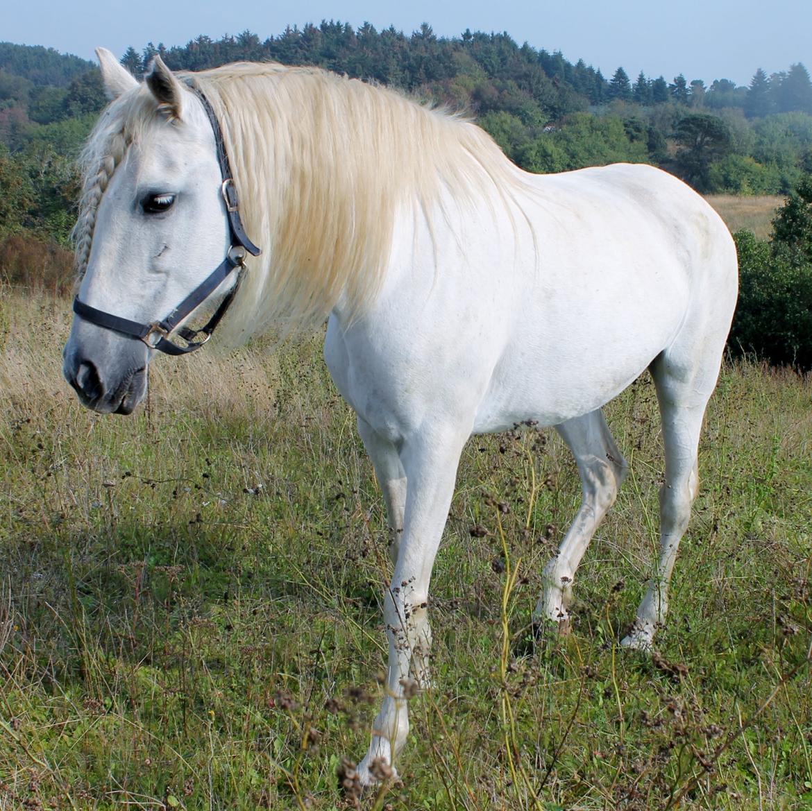 Pura Raza Española pregonera XIV billede 6