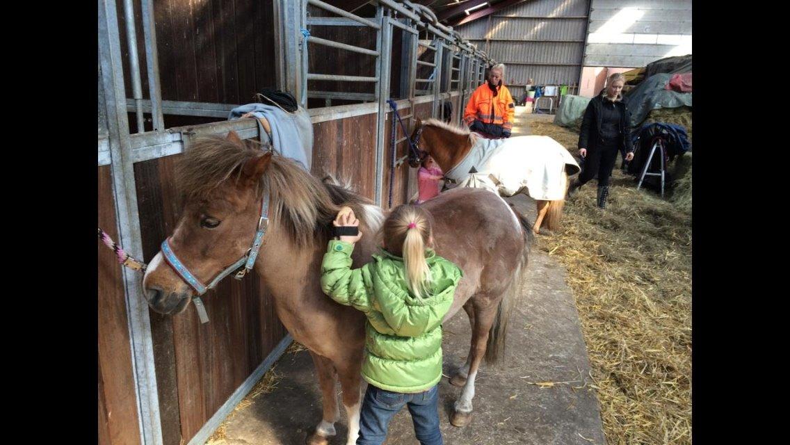 Pinto Hornbecks maximus billede 3