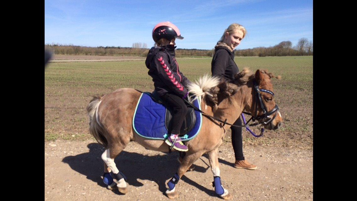 Pinto Hornbecks maximus billede 5