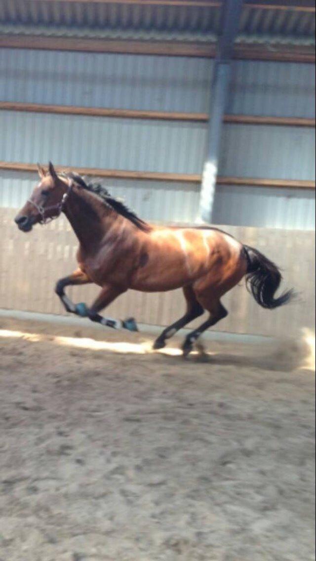 Dansk Varmblod Lousanne billede 7