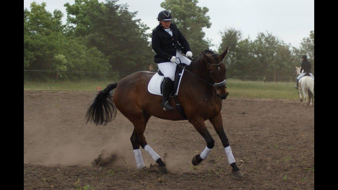 Dansk Varmblod Lousanne billede 8