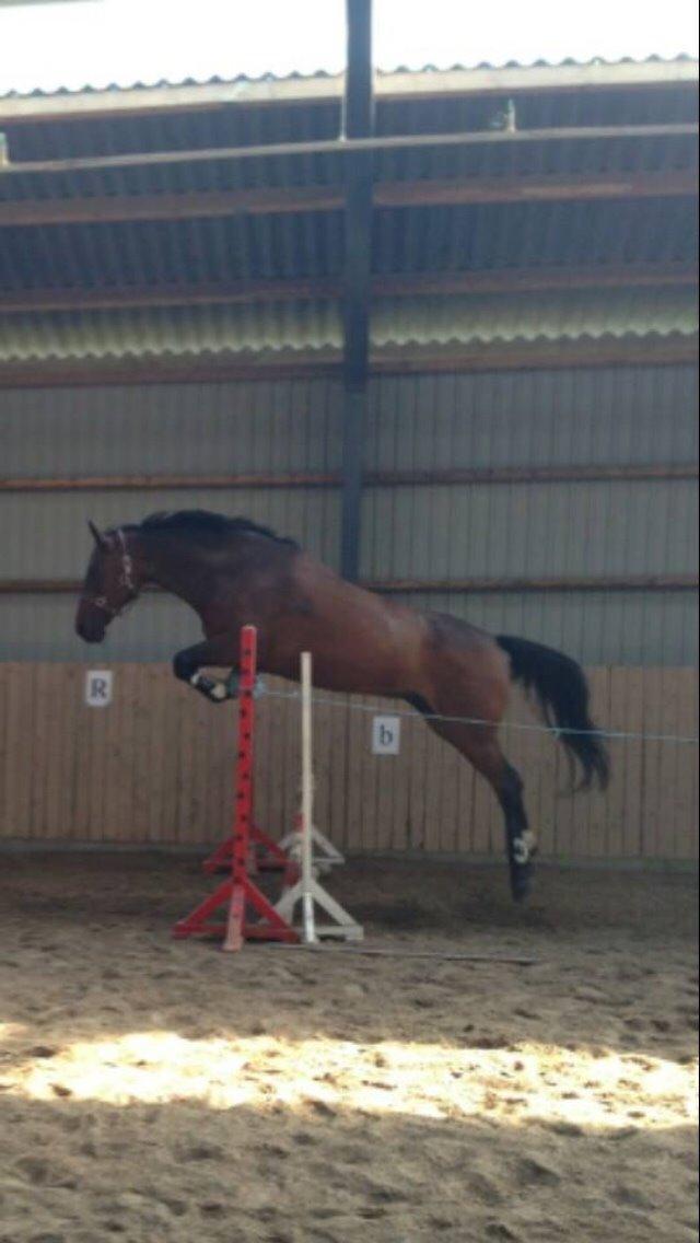 Dansk Varmblod Lousanne billede 11